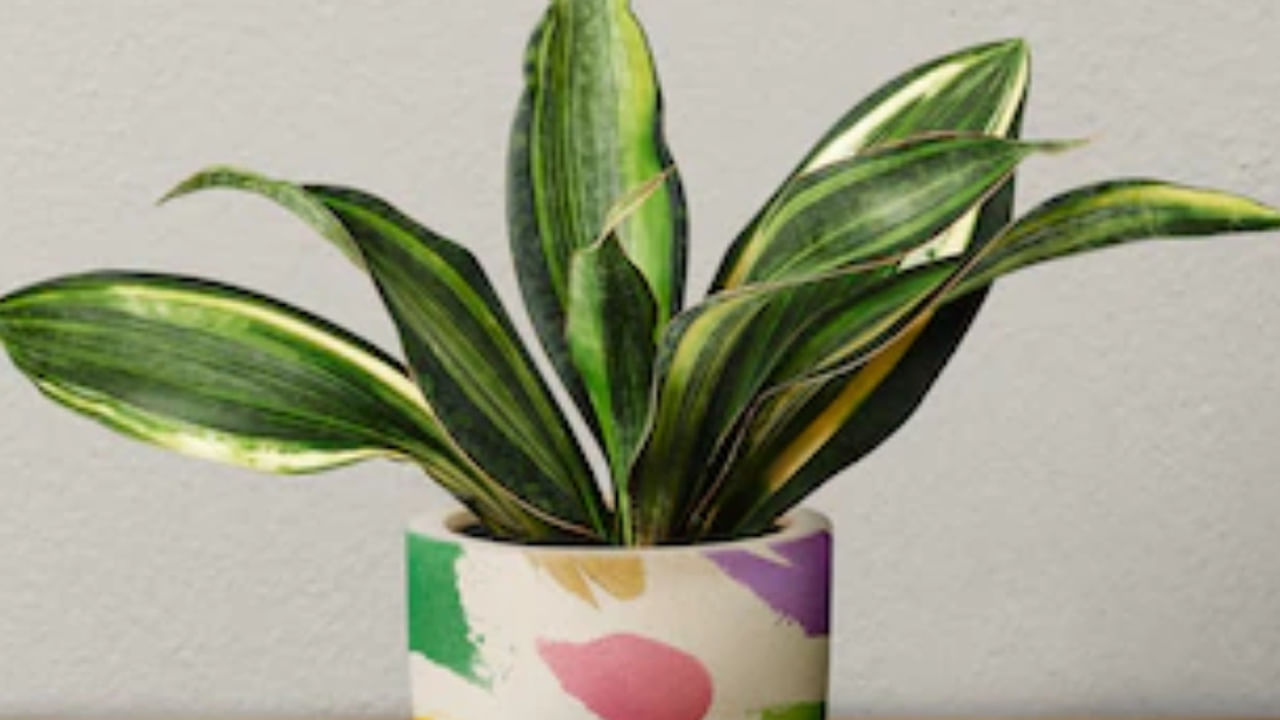  
ఈశాన్య దిశ పవిత్ర స్థలంగా పరిగణించబడుతుంది.. ముఖ్యంగా ఈ దిశను బృహస్పతి పాలిస్తాడు. సానుకూల శక్తిని సూచిస్తాడు. వాస్తు ప్రకారం, ఈశాన్య దిశలో స్నేక్ ప్లాంట్ ని పొరపాటున కూడా ఉంచవద్దు. అంతేకాదు ఈ మొక్కను ఉత్తర దిశలో ఉంచకూడదు. 
