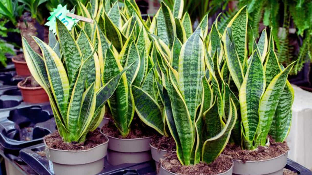snake plants: ఇంట్లో గాలిని శుద్ధి చేయడానికి స్నేక్‌ ప్లాంట్‌ పెంచుకోవచ్చు. దీని అత్యంత విలక్షణమైన లక్షణం ఏమిటంటే ఇది రాత్రిపూట కూడా ఆక్సిజన్‌ను విడుదల చేస్తుంది. చాలా మొక్కలు పగటిపూట మాత్రమే అలా చేస్తాయి. దీన్ని గదిలో ఉంచడం వల్ల నిద్ర నాణ్యత కూడా మెరుగుపడుతుంది.