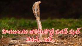 పాములను తరిమికొట్టే పవర్ ఫుల్‌ వెపన్‌.. ఇవి మీ ఇంట్లో ఉంటే