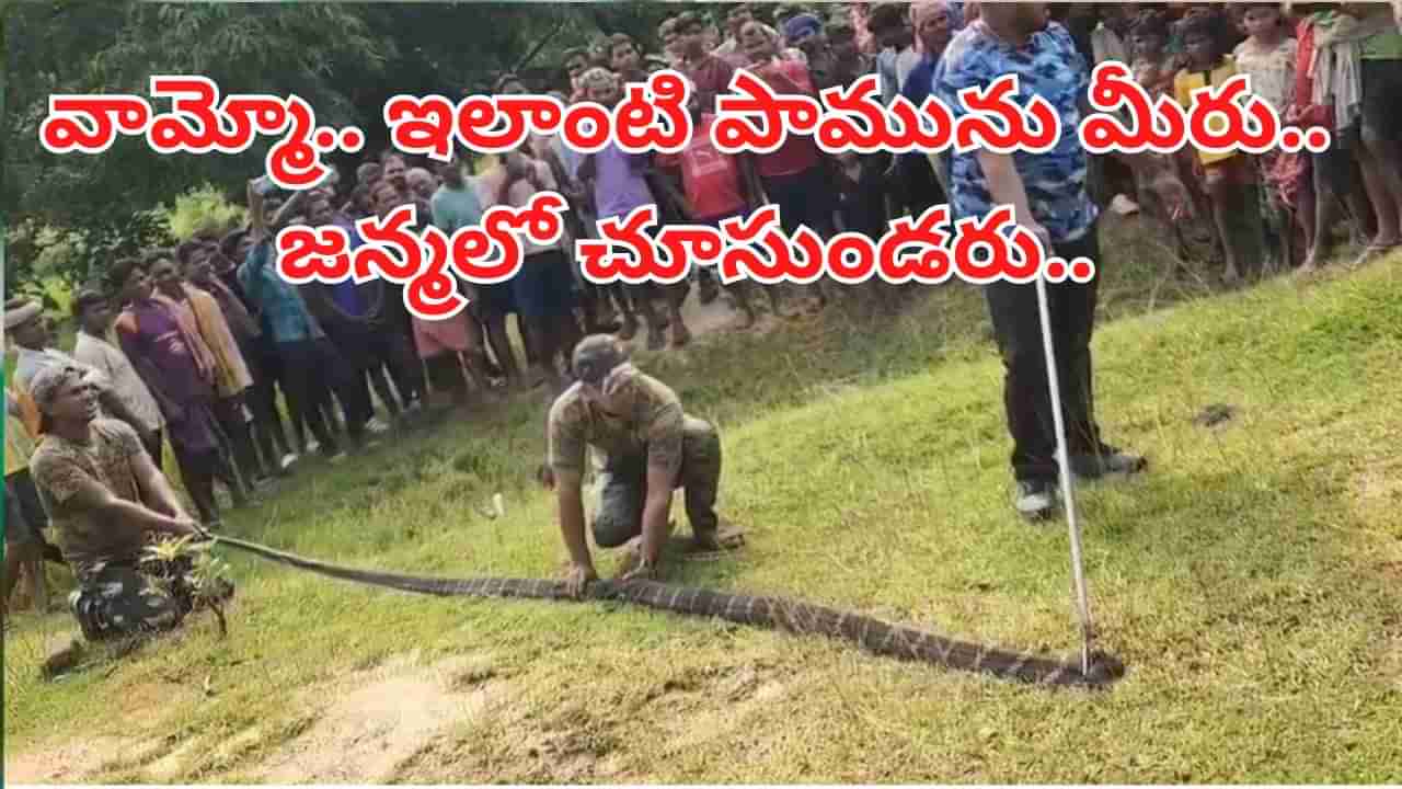 Watch Video: వామ్మో ఇంతుందేంది భయ్యా.. ఇలాంటి పామును మీరు జన్మలో చూసుండరు.. పొడవెంతో తెలిస్తే..