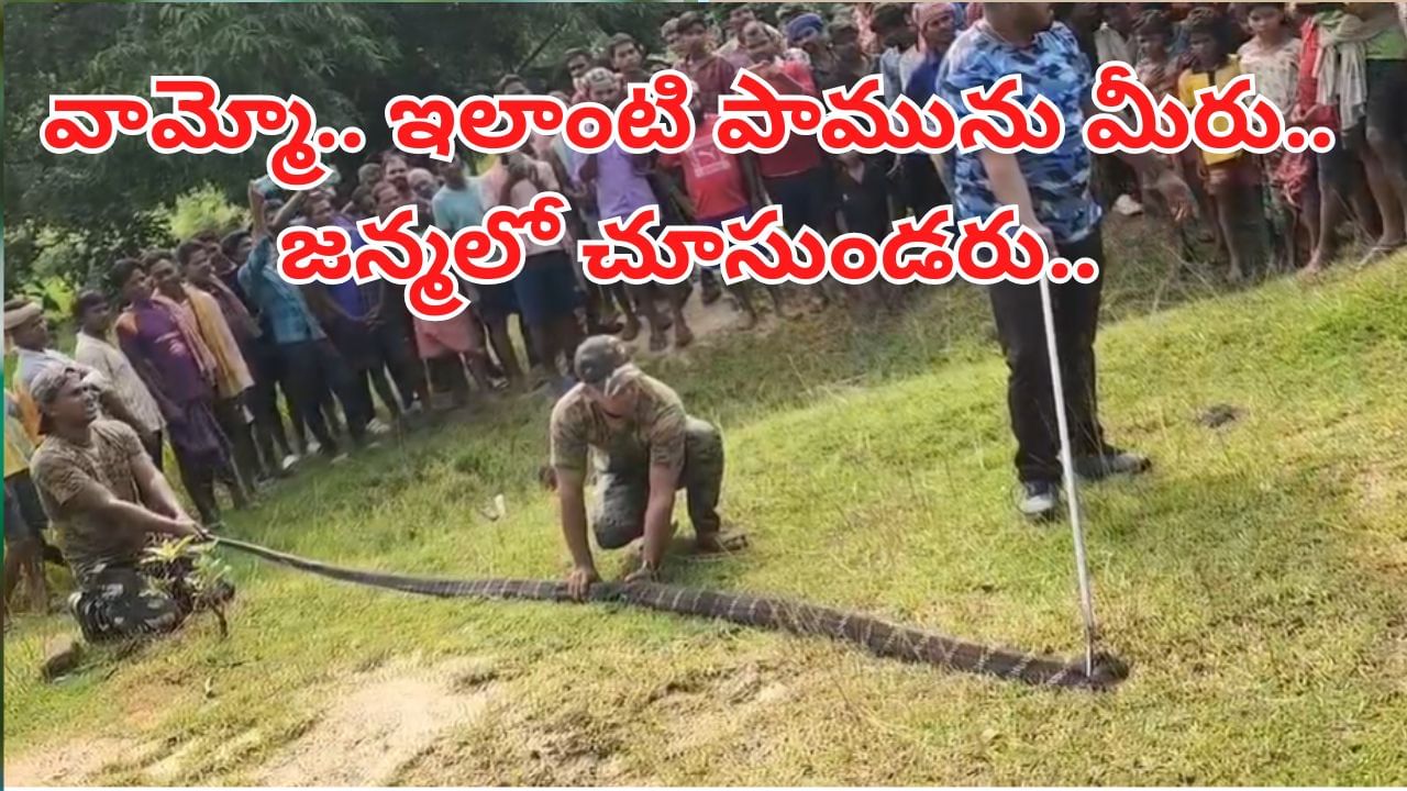 Watch Video: వామ్మో ఇంతుందేంది భయ్యా.. ఇలాంటి పామును మీరు జన్మలో చూసుండరు.. పొడవెంతో తెలిస్తే..