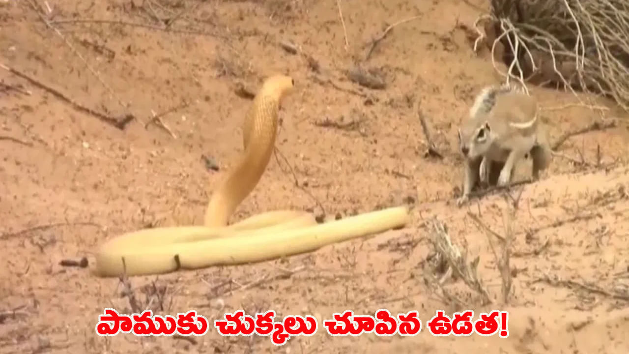 నాతోనే గేమ్సా.! నాగుపాముకే నరకం చూపించిన ఉడత.. వీడియో చూస్తే..!