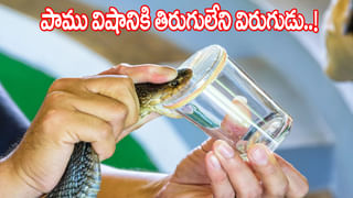 Viral Video: పాముతోనే పరాచకాలా.! ‘కప్ప’గంతులు వేసినా ప్లేట్ మీల్స్ అవ్వాల్సిందే.. వీడియో చూస్తే