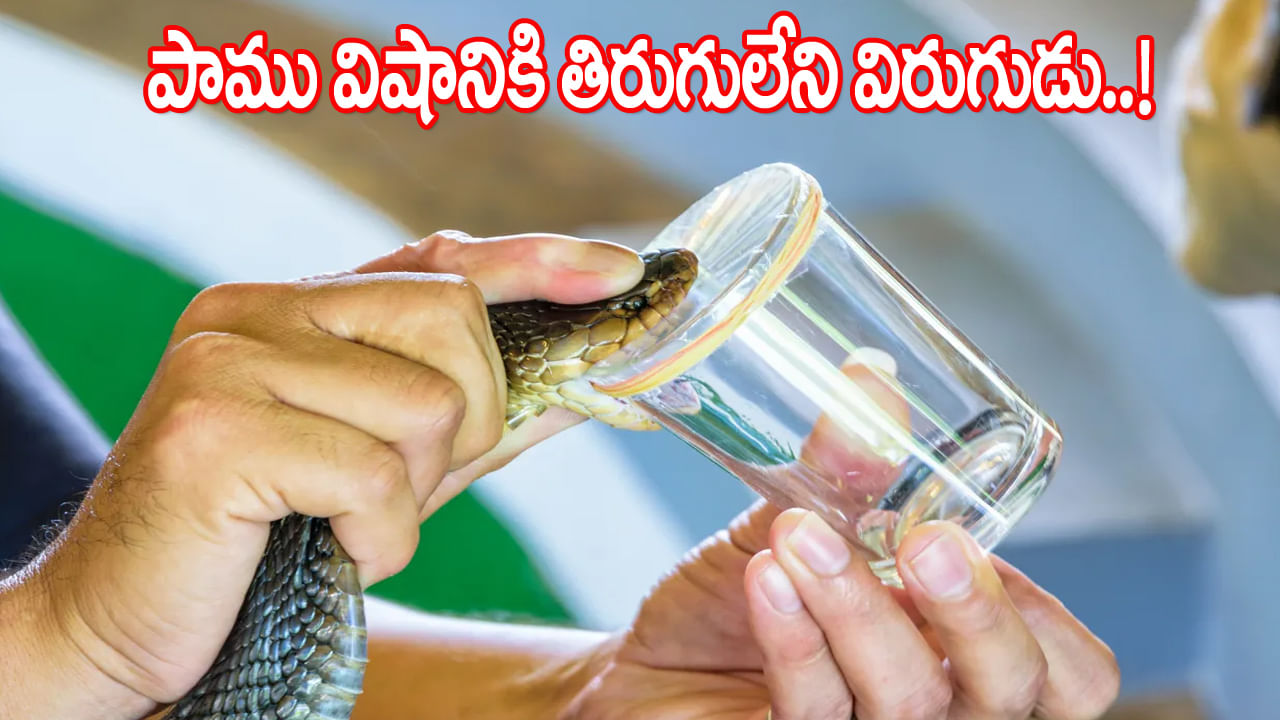 పాము నోటి నుండి విషాన్ని ఎలా తీస్తారు..? దాని ఉపయోగాలు తెలిస్తే మూర్చపోతారు..!