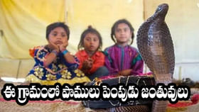 పాములను పెంచుకుంటున్న గ్రామం.. ఎక్కడంటే..