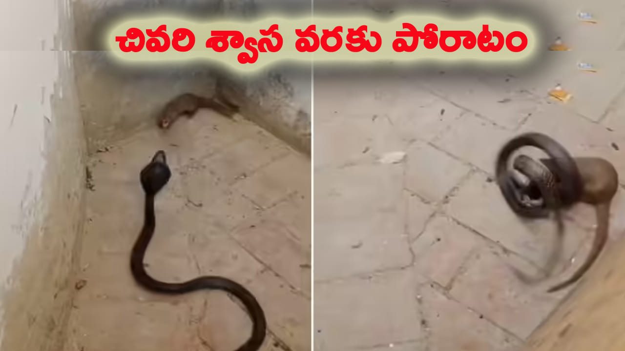 యుద్ధం అంటే ఇదే.! పాము, ముంగీస మధ్య పోరు చూస్తే ఒళ్లు జలదరిస్తుంది..!