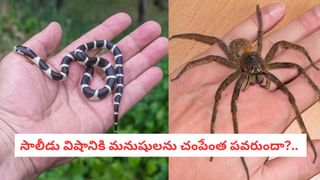Optical illusion: మీకో సవాల్.. ఈ చిత్రంలో దాగిఉన్న చేపను 10 సెకన్లలో గుర్తిస్తే.. మీరే తోపులు