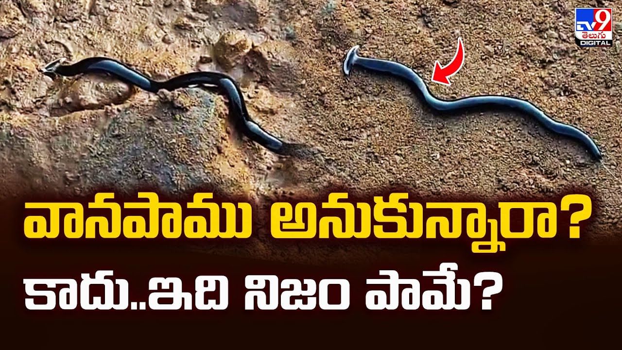 వానపాము అనుకున్నారా ?? కాదు..ఇది నిజం పామే