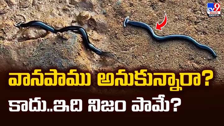 వానపాము అనుకున్నారా ?? కాదు..ఇది నిజం పామే వానపాము అనుకున్నారా ?? కాదు..ఇది నిజం పామే