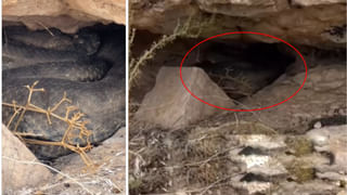 Viral Video: అక్కడికి ఎలా ఎక్కావు మావ.. వీడియో చూస్తే వణికిపోవాల్సిందే