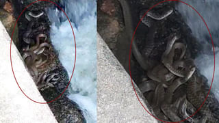 వీరి చెయ్యి పడనిదే.. పప్పులు ఉడకవు..! కేసీఆర్ మెచ్చిన వంటగాళ్లు..!