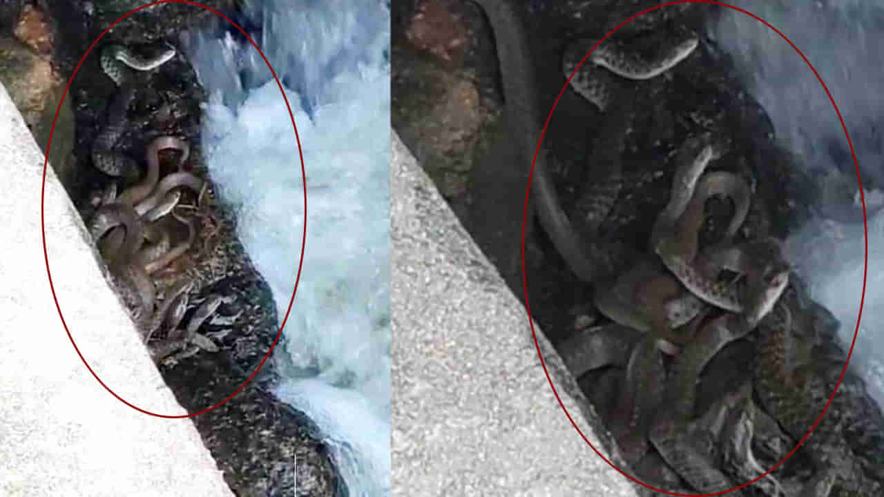 Telangana: రండిరా.. దయచేయండి.. సిద్దిపేటలో పాముల పక్కా ప్లానింగ్