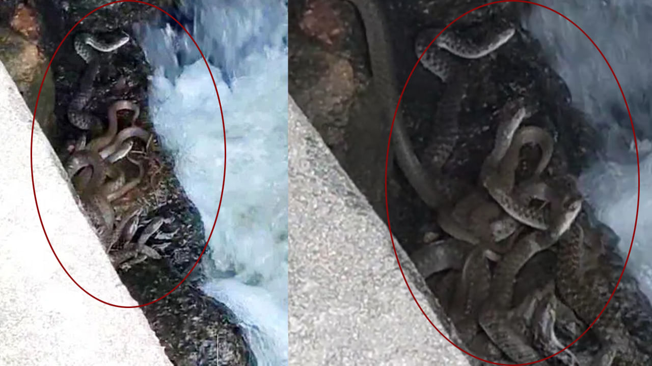 Telangana: రండిరా.. దయచేయండి.. సిద్దిపేటలో పాముల పక్కా ప్లానింగ్