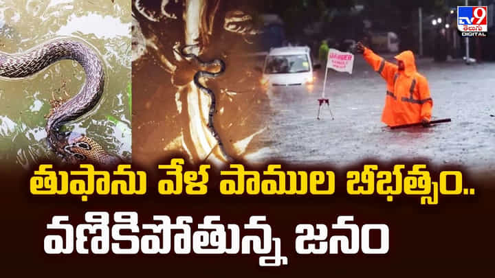 తుఫాను వేళ పాముల బీభత్సం.. వణికిపోతున్న జనం తుఫాను వేళ పాముల బీభత్సం.. వణికిపోతున్న జనం