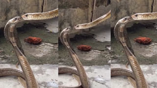 Viral Video: అప్పగింతల్లో పెళ్లిపిల్ల చేసిన పని చూసి మీరూ పగలబడి నవ్వుకోండి… ఆడపిల్లలంతా ఇలా సంతోషంగా అత్తారింటికి వెళితే ఎంత బాగుంటుందో కదూ