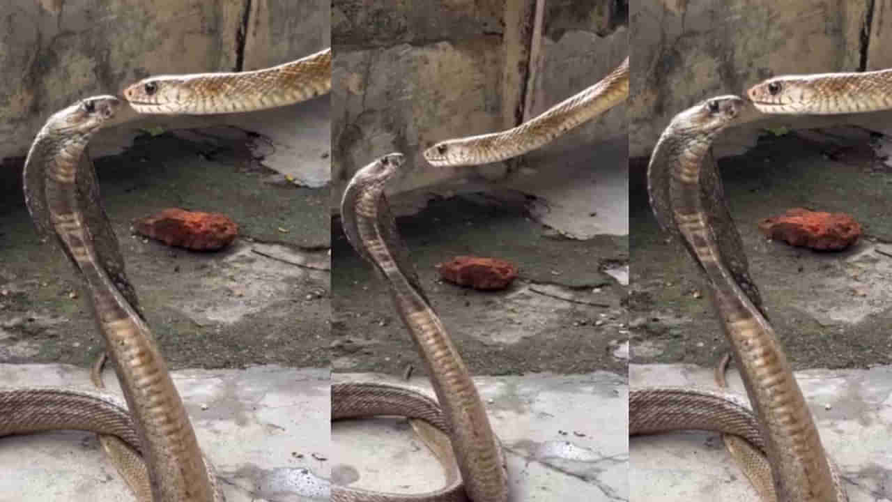 Viral Video: పాముల లిప్ లాక్.. అయ్య బాబోయ్ నేను ఎప్పుడూ చూడలేదు గురూ..!