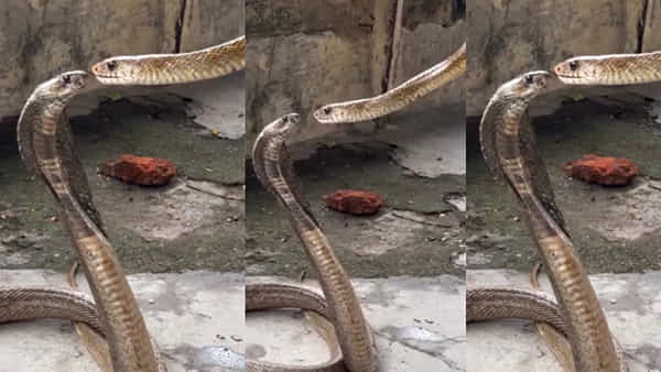 Viral Video: పాముల లిప్ లాక్.. అయ్య బాబోయ్ నేను ఎప్పుడూ చూడలేదు గురూ..!