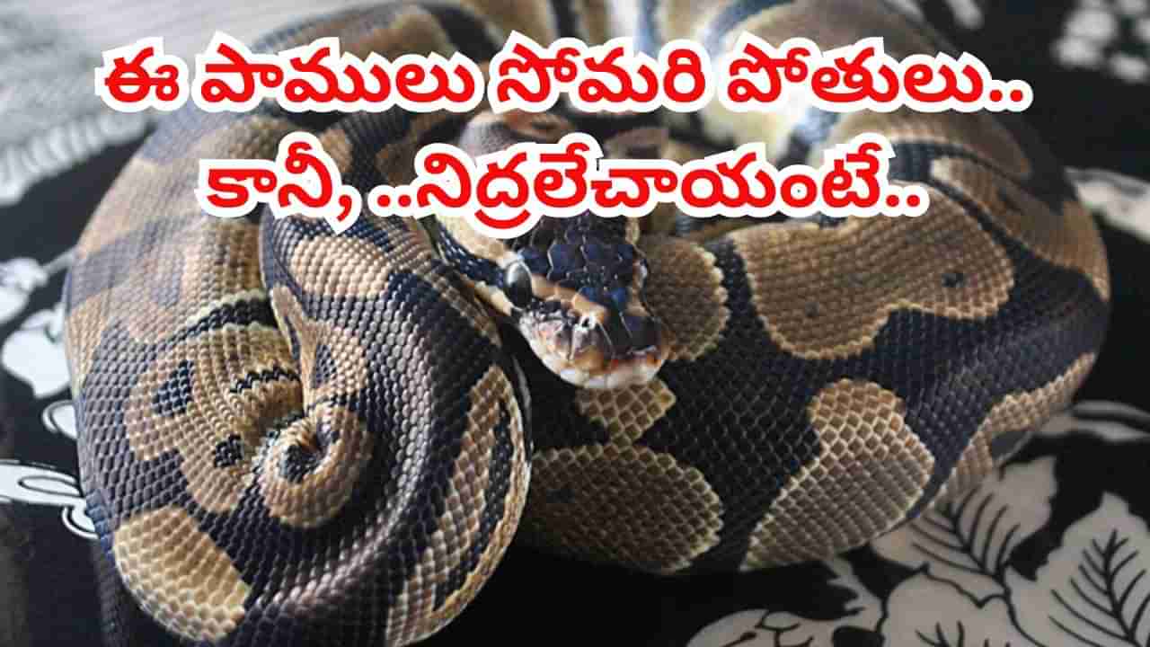 Snakes: ఈ పాములు సొమరితనానికి బ్రాండ్అంబాసిడర్.. కానీ, మెరుపు దాడి చేస్తాయి..!
