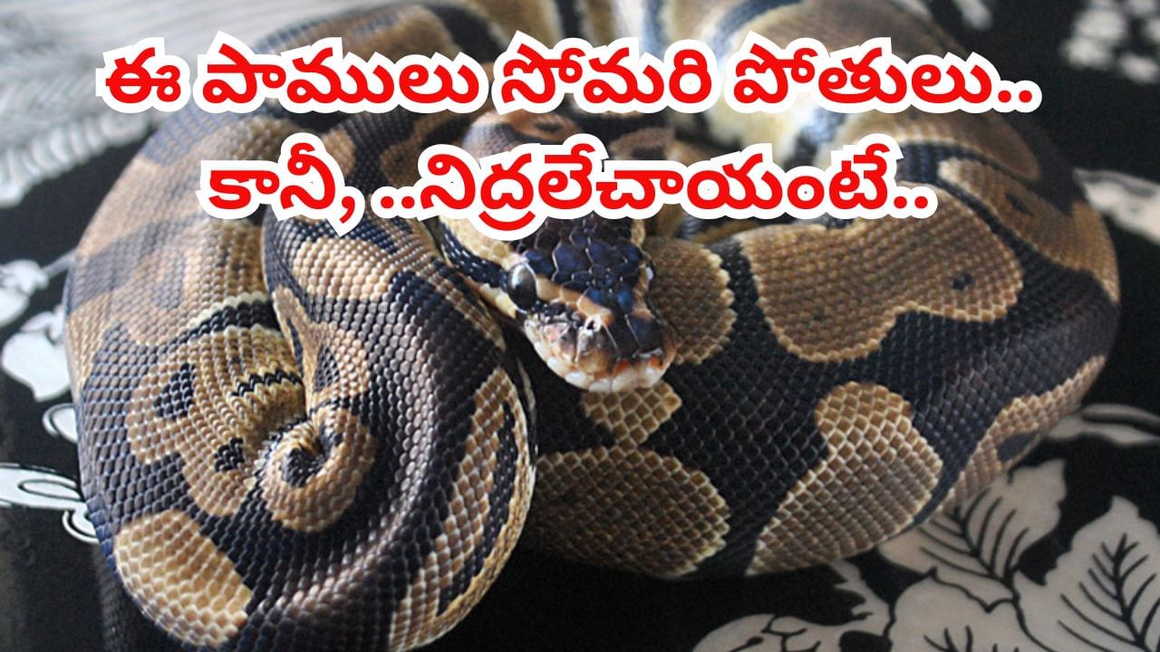 Snakes: ఈ పాములు సొమరితనానికి బ్రాండ్అంబాసిడర్.. కానీ, మెరుపు దాడి చేస్తాయి..!