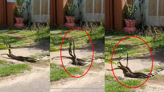 Viral Video: ఇంటిలో ఎవరూ లేనప్పుడు కుక్క ఎంత పని చేసింది… మీ ఇంటిలో కూడా పెంపుడు కుక్క ఉందా..