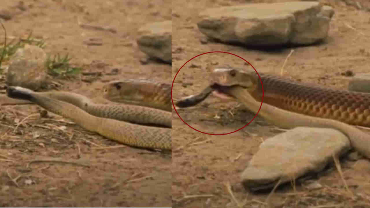 Snake Video: ఒక్క కాటుతో 100 మందిని చంపగల పామును.. పాప్ కార్న్‌లా నమిలి తినేసింది...