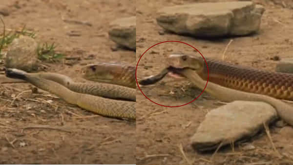 Snake Video: ఒక్క కాటుతో 100 మందిని చంపగల పామును.. పాప్ కార్న్లా నమిలి తినేసింది...