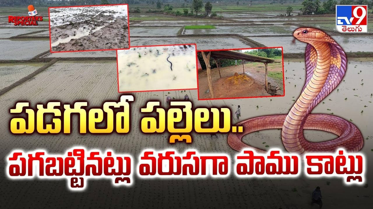 పడగలో పల్లెలు.. పగబట్టినట్లు వరుసగా పాము కాట్లు