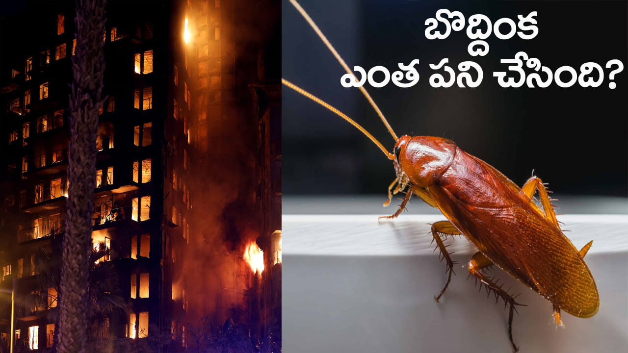 బొద్దింకను కాల్చి చంపబోయి.. అపార్టుమెంటునే తగలబెట్టిన యువతి! ఆ తర్వాత సీన్‌ ఇదే..