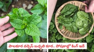 Tomato Flu: వేగంగా విస్తరిస్తోన్న టమాటా వైరస్.. ఎవరికి ఎక్కువ రిస్కో తెలుసా?