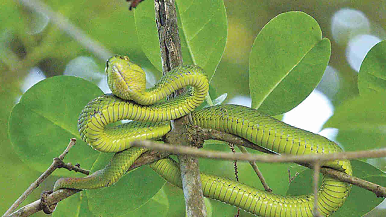 Andhra: పసరిక పాము అని లైట్ తీసుకునేరు.. కాటు పడితే హాంఫట్ అంతే..