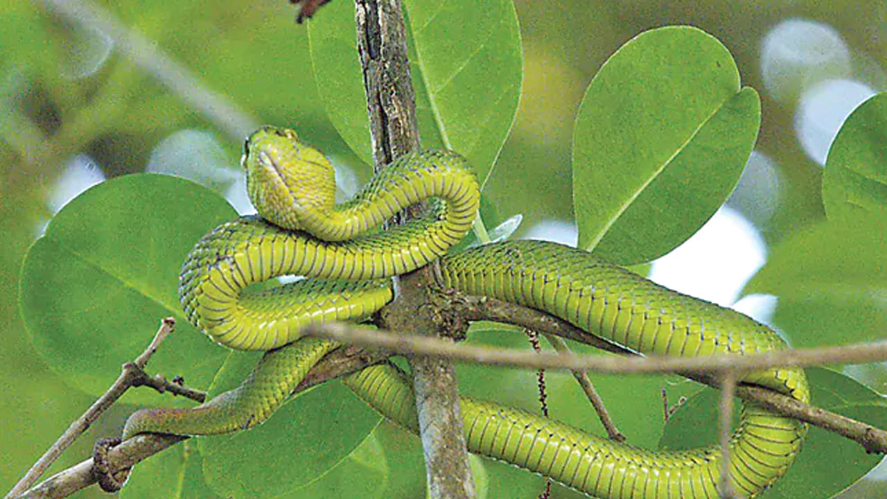 Andhra: పసరిక పాము అని లైట్ తీసుకునేరు.. కాటు పడితే హాంఫట్ అంతే..