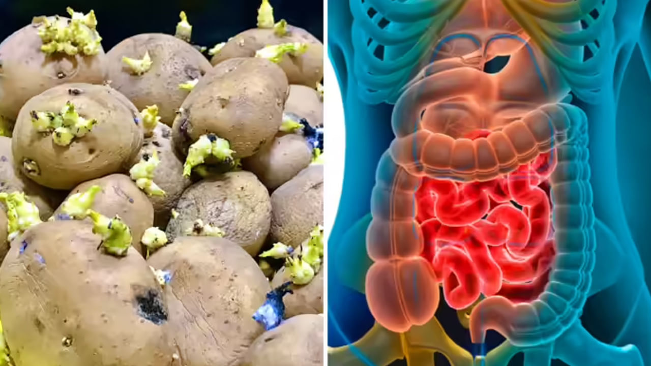 బంగాళాదుంప మొలకెత్తినప్పుడు ఈ సమ్మేళనాల సాంద్రత పెరుగుతుంది. ఈ విషపదార్థాలు తిన్న కొన్ని గంటల్లోనే నష్టాన్ని కలిగించడం ప్రారంభిస్తాయి. అవి కడుపు పనితీరును దెబ్బతీస్తాయి. వాంతులు, విరేచనాలు, కడుపు నొప్పికి దారితీస్తాయి. ప్రభావం మరింత తీవ్రమైతే తలనొప్పి, తల తిరగడం, బీపీ తగ్గడం, జ్వరంతో పాటు నరాల సంబంధిత సమస్యలు కూడా కలుగుతాయి.