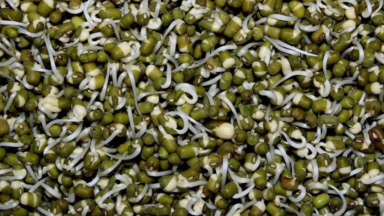 ముఖ్యంగా బరువు తగ్గాలనుకునేవారు రోజువారీ ఆహారంలో ఎక్కువగా మొలకలను చేర్చుకోవాలి. ఇది బరువు తగ్గడానికి సహాయపడుతుంది.