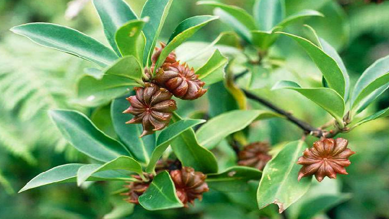 బిర్యానీలో వాడే ఈ పువ్వులో బొలెడన్నీ హెల్త్ బెనిఫిట్స్ ఉన్నాయ్...తెలిస్తే బిత్తరపోవాల్సిందే..!