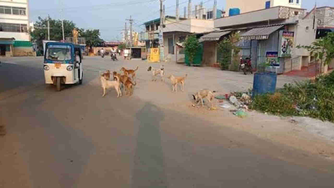 Andhra Pradesh: విజయవాడలోని ఈ ప్రాంతంలో భయం..భయం.. ఎందుకో తెలిస్తే అవాక్కే..