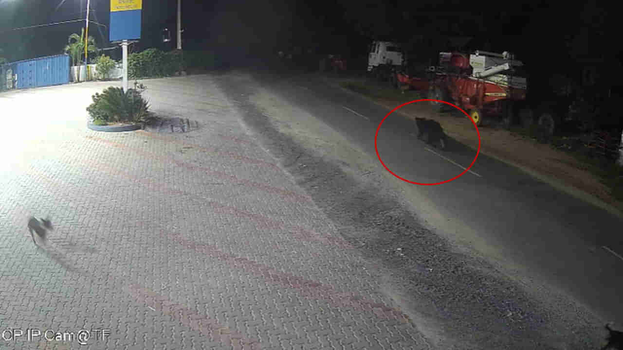 Telangana: అర్ధరాత్రి అదేపనిగా కుక్కల అరుపులు.. ఏంటా అని టార్చ్ వేసి చూడగా