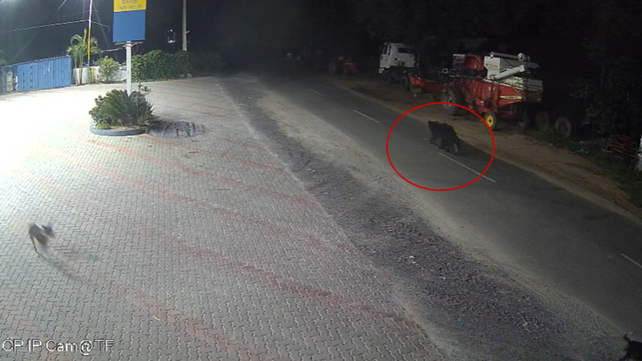 Telangana: అర్ధరాత్రి అదేపనిగా కుక్కల అరుపులు.. ఏంటా అని టార్చ్ వేసి చూడగా