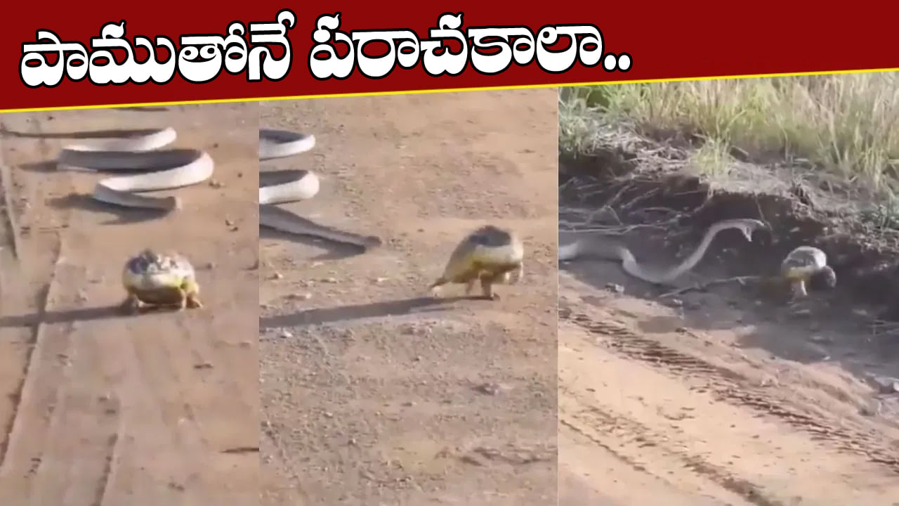 Viral Video: పాముతోనే పరాచకాలా.! 'కప్ప'గంతులు వేసినా ప్లేట్ మీల్స్ అవ్వాల్సిందే.. వీడియో చూస్తే