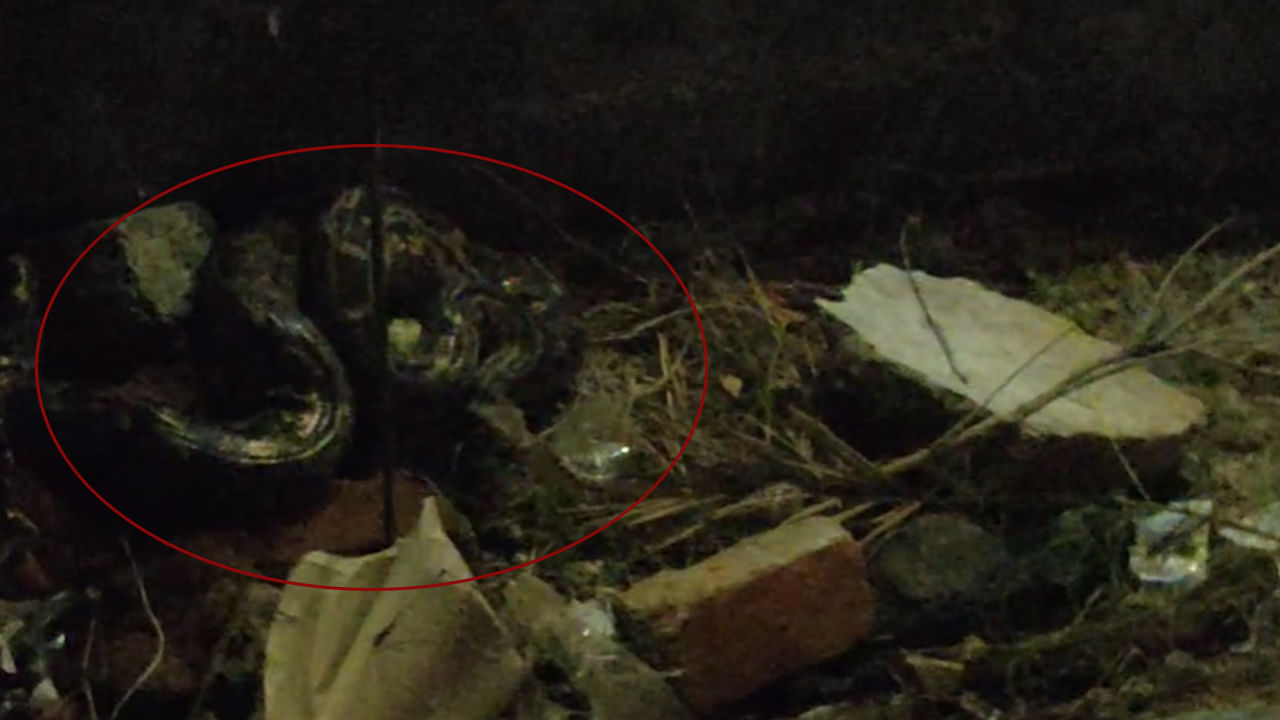 Telangana: రోడ్డు పక్కన అదో మాదిరి చప్పుళ్లు.. బండి లైట్ వేసి చూడగా