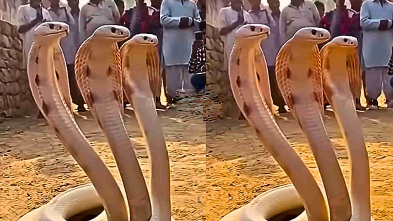 Snake Video: ఆశ్చర్యం.. 3 పడగలు విప్పి తారసపడ్డ అరుదైన శ్వేతనాగు.. అసలు విషయం ఇది..