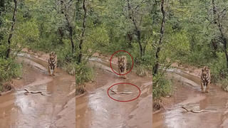 పురుగే కదా అని తీసిపారేయ్యకండి.. ఇది మీకో జాక్‌పాట్‌.. దొరికిందంటే మీరు ధనవంతులే..!