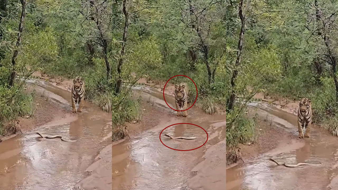 Viral Video: దారిలో కనిపించిన తాచుపాము.. పెద్దపులి రియాక్షన్ చూస్తే షాకే..