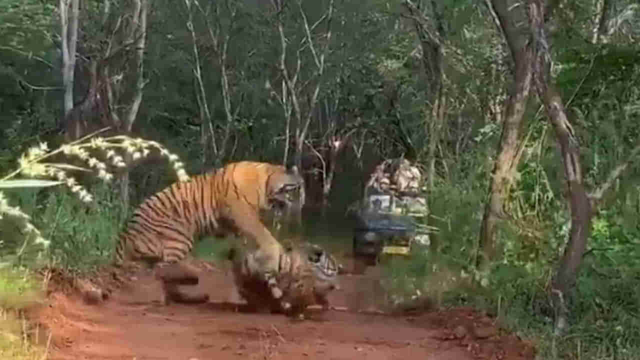 Watch: రెండు పులుల మధ్య భీకర పోరు.. చివరకు జరిగింది చూస్తే..