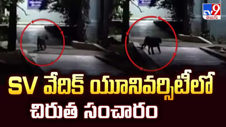 Tirupati: SV వేదిక్ యూనివర్సిటీలో చిరుత సంచారం Tirupati: SV వేదిక్ యూనివర్సిటీలో చిరుత సంచారం