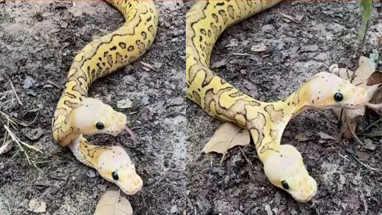 Viral Video: సృష్టిలో చిత్రం ఈ కొండ చిలువ.. రెండు తలలతో అడవిలో చక్కర్లు ...