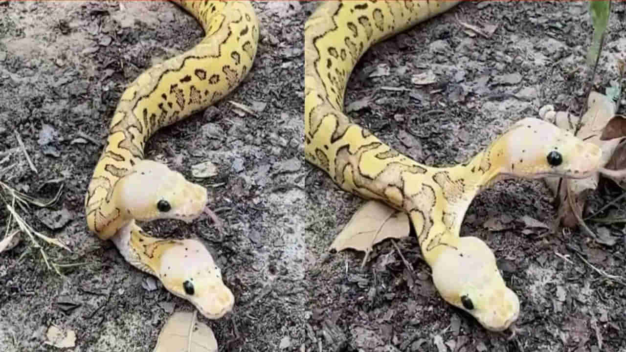 Viral Video: సృష్టిలో చిత్రం ఈ కొండ చిలువ.. రెండు తలలతో అడవిలో చక్కర్లు..