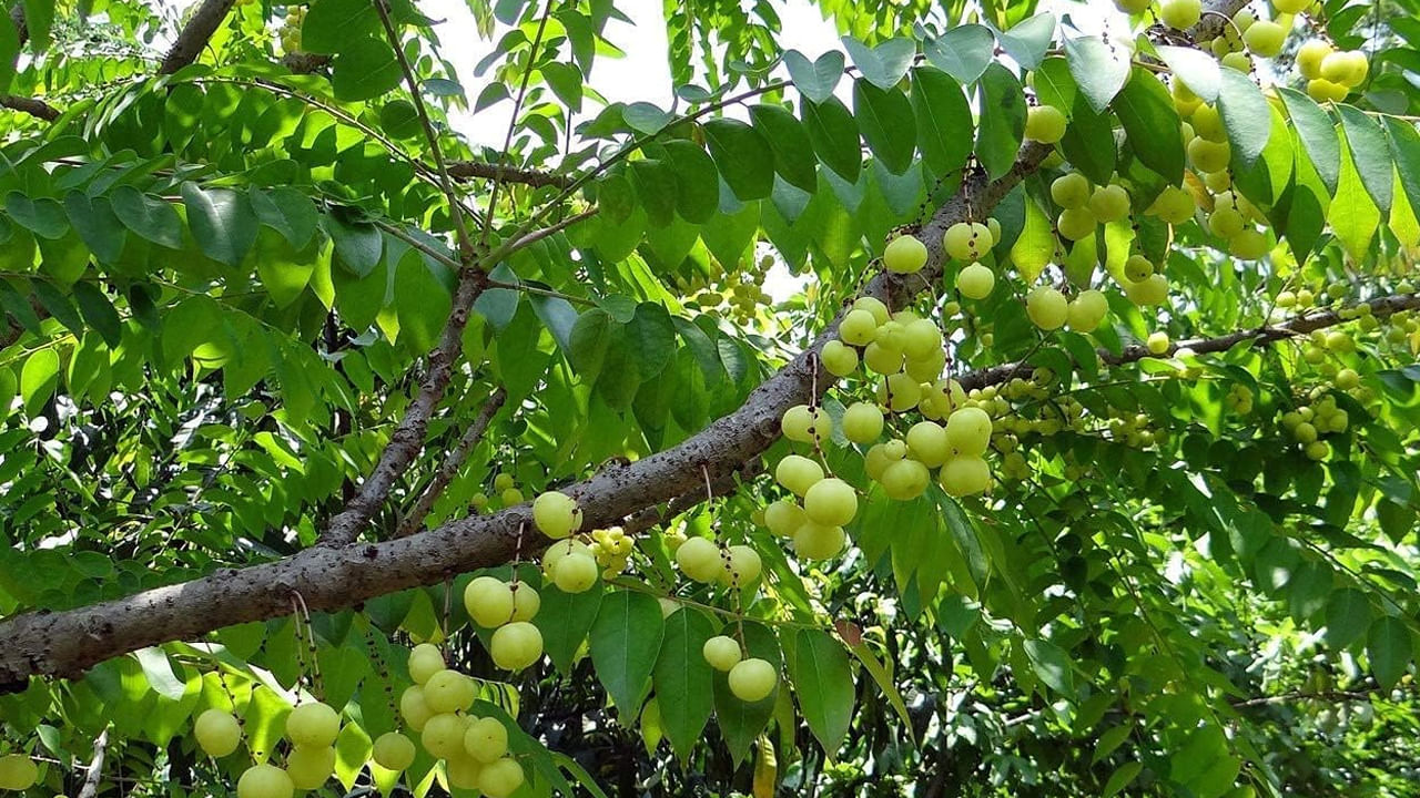 ఉసిరి చెట్టు: ఉసిరి చెట్టు నాటడం వల్ల లక్ష్మీదేవి మీ ఇంట్లో నివసిస్తుందని చెబుతారు. ఎందుకంటే ఉసిరి శ్రీకృష్ణుడు, విష్ణువుల నివాసంగా నమ్ముతారు. అందుకే ఉసిరి చెట్టు ఉంటే.. విష్ణువుతో పాటు, లక్ష్మీదేవి కూడా మీ ఇంట్లో నివసిస్తుందని నమ్ముతారు. 