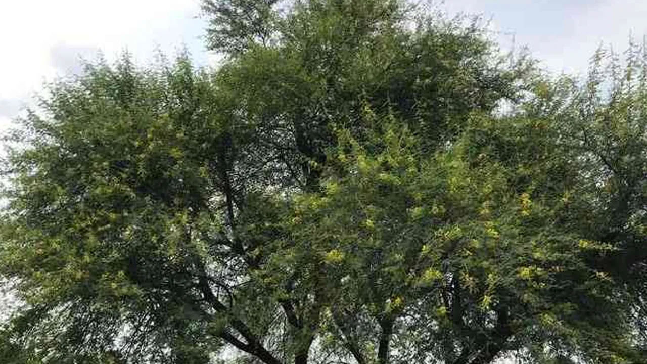 ఎట్టి పరిస్థితుల్లో ఇంటి పరిసరాల్లో నల్ల తుమ్మ చెట్టును పెంచుకోకూడదంట. దీనిని ఇంటి పరిసరాల్లో పెంచుకోవడం వలన కుటుంబ సభ్యుల మధ్య విభేదాలు ఎక్కువై, చాలా సమస్యలు వస్తాయని చెబుతున్నారు వాస్తు శాస్త్ర నిపుణులు.