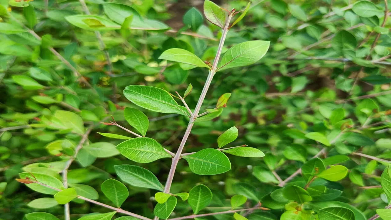 చాలా మంది తమ ఇంటిలోపల గోరింటాకు మొక్కను పెంచుకుంటారు. కానీ ఎట్టిపరిస్థితుల్లో ఇంటి వద్ద గోరింటాకు మొక్కను పెంచుకోకూడదంట. గోరింటాకు మొక్కపైన దుష్టశక్తులు నివసిస్తాయని అంటుంటారు. అందువలన ఈ మొక్క ఇంటి దగ్గర పెంచుకోవడం వలన ప్రతి కూల శక్తులు ప్రభావంతో పేదరికం వస్తుందంట.