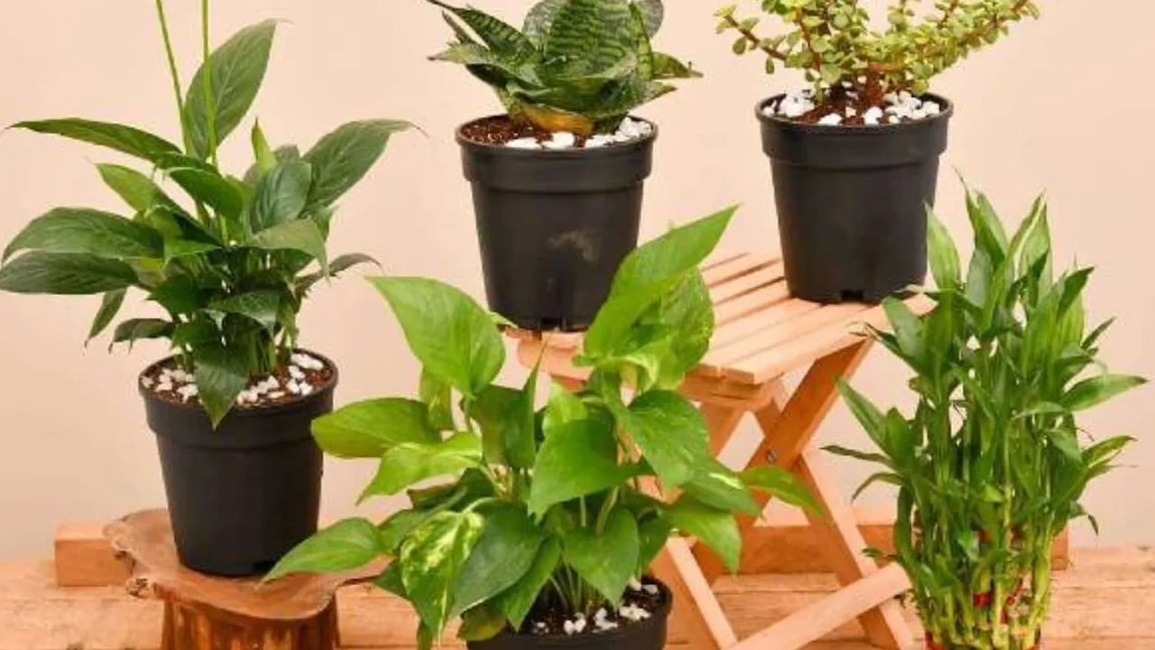 వాస్తు శాస్త్రంం అనేవి కుటుంబంపై చాలా ప్రభావం చూపుతుంది. ఇళ్లు సరైన దిశలో లేకపోయినా, ఇంటిలోపల వాస్తు నియమాలు పాటించకపోయినా, చాలా సమస్యలు ఎదుర్కోవాల్సి వస్తుంది. అయితే మీరు వాస్తు సమస్యలతో ఆర్థిక ఇబ్బందులతో గనుక బాధపడుతున్నట్లు అయితే తప్పకుండా ఈ మొక్కలను మీ ఇంటిలోపల నాటండి.